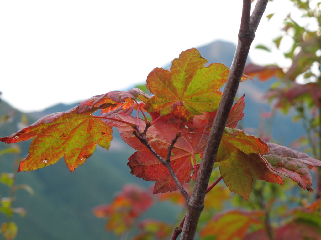 Vine maple leaves with mountain in the distance.