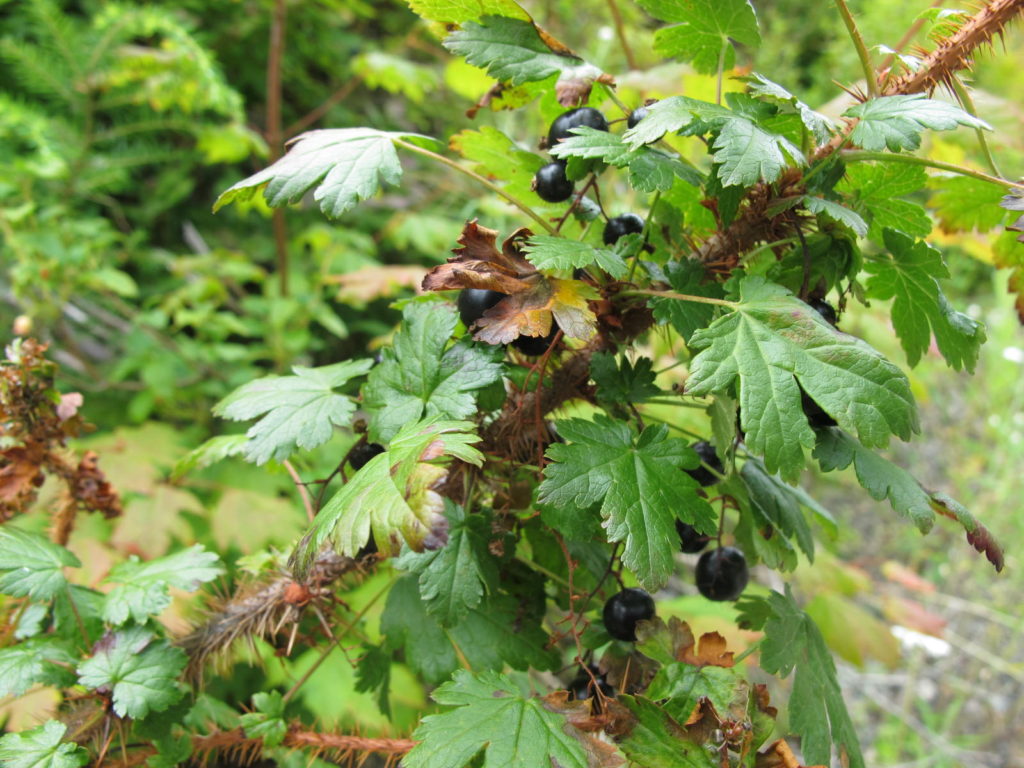 Close-up of black gooseberry, Ribes lacustre.