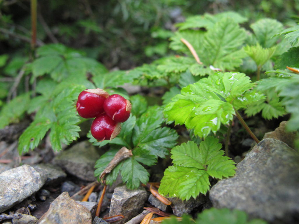 Close-up of five-leaved bramble, Rubus pedatus.