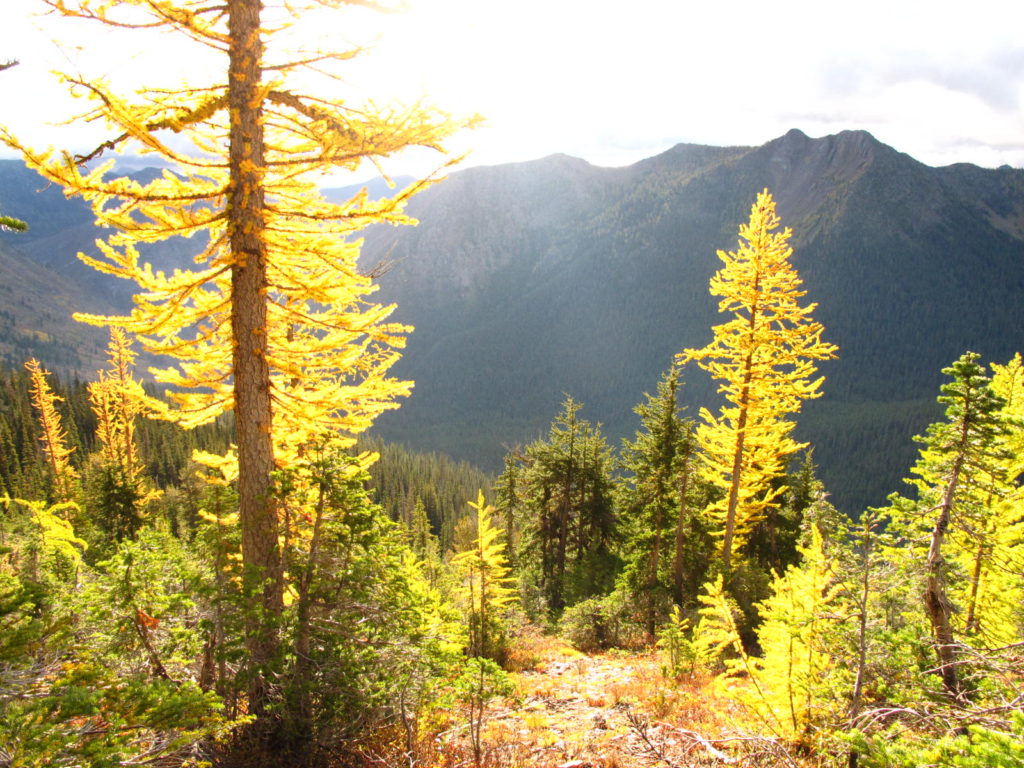 Sunlight on alpine larch, on the PCT near Harts Pass, Washington